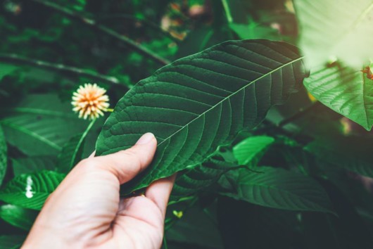 what-we-know-about-kratom-and-its-effects-on-the-brain