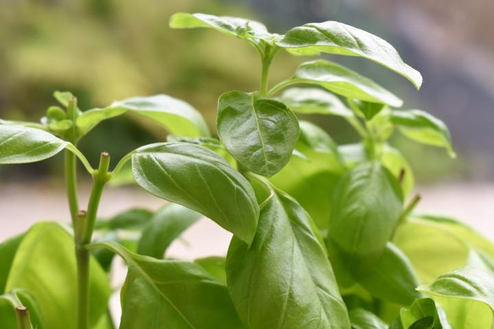 10-bountiful-benefits-of-basil