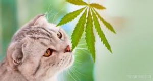 cbd cat