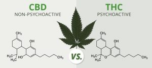 cbd vs hemp