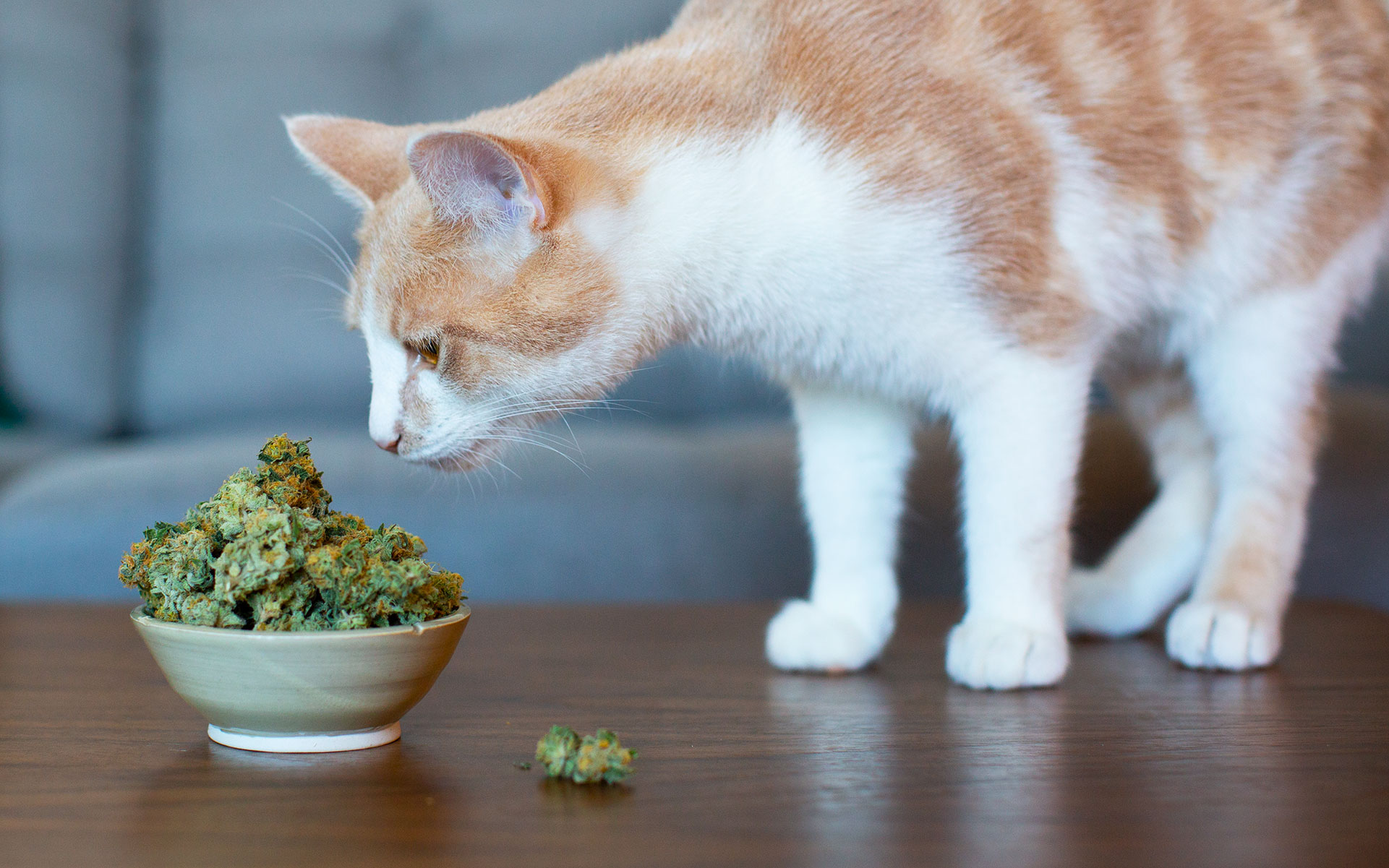 cbd for cats