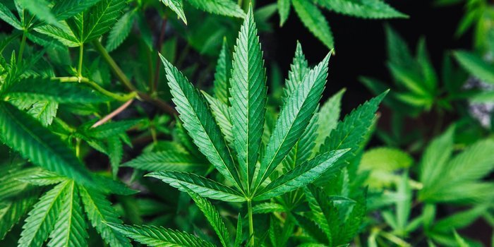 hemp plastic