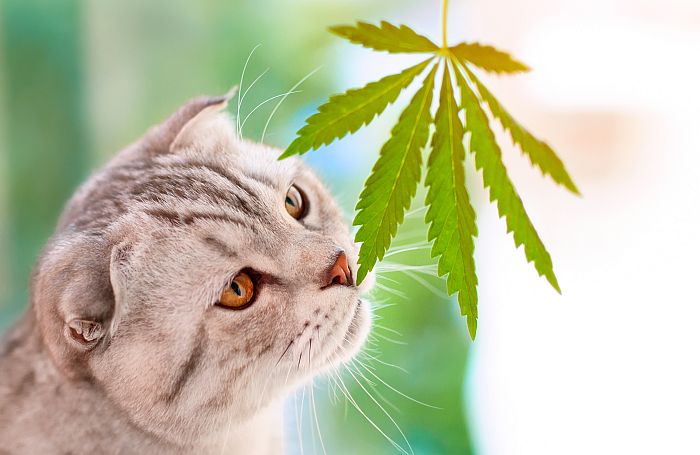 best CBD for Cats