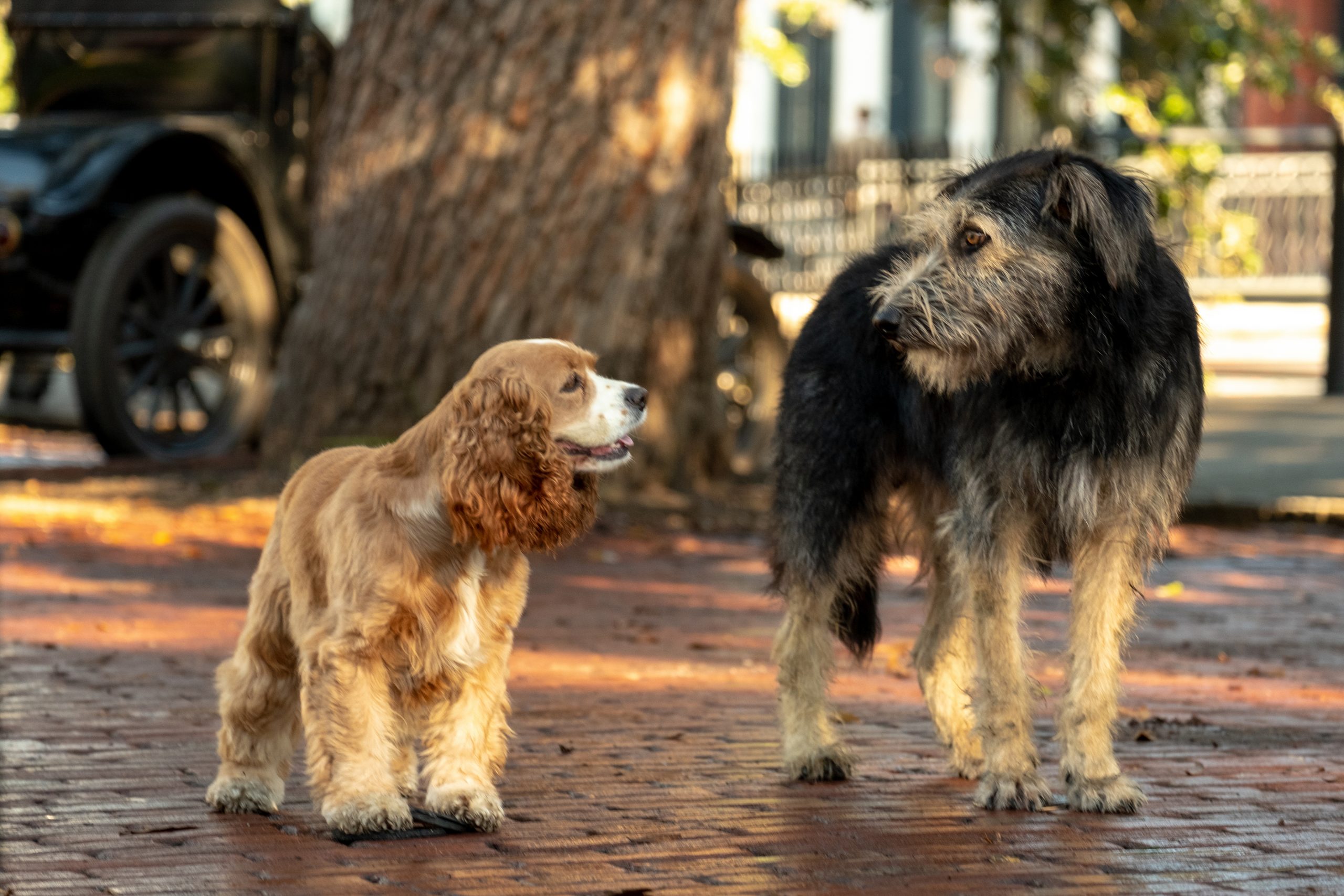 Lady and the Tramp (2019)