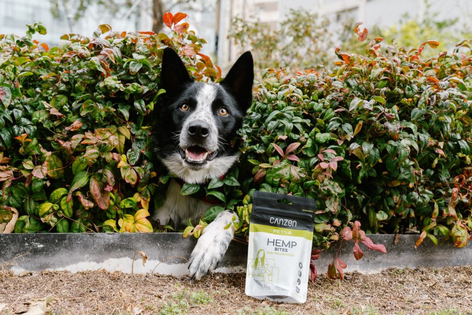 CBD for Dogs