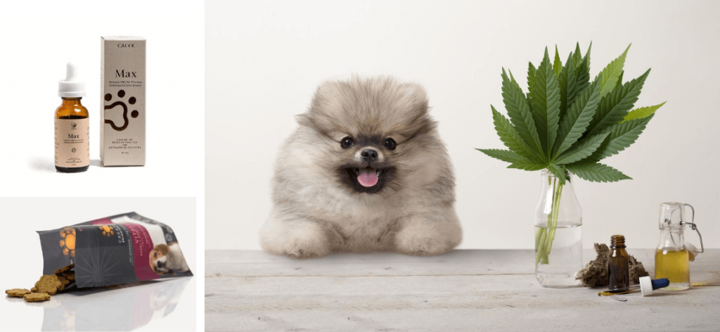 CBD for Dogs