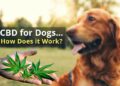 CBD for Dogs