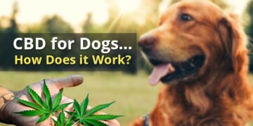 CBD for Dogs