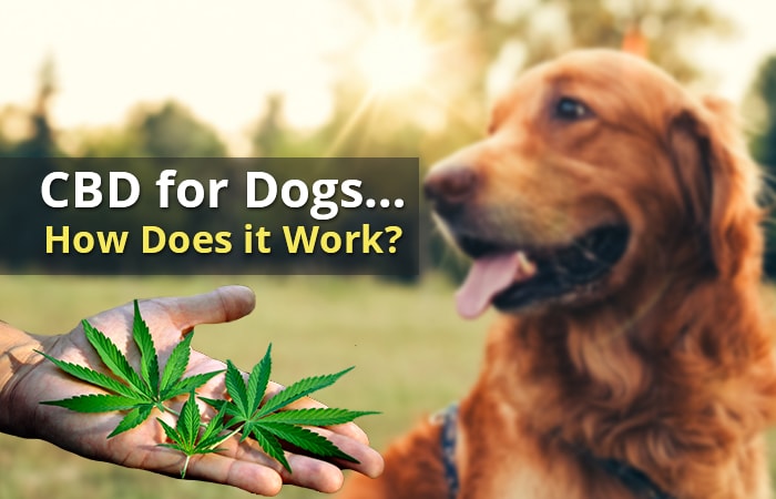 CBD for Dogs