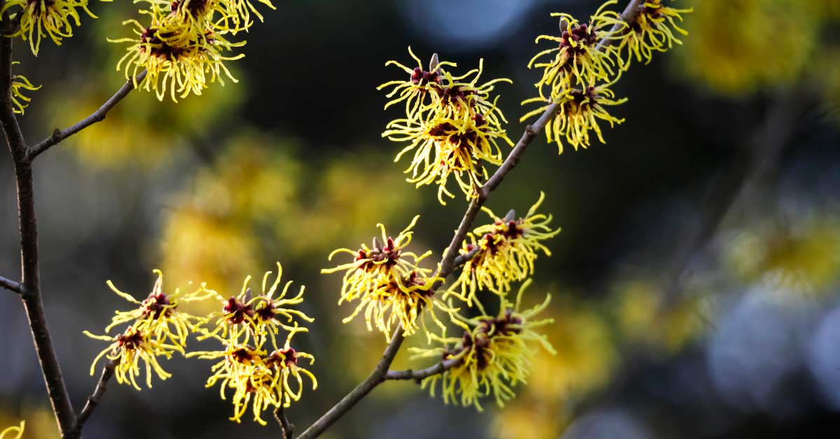 benefits of Witch hazel