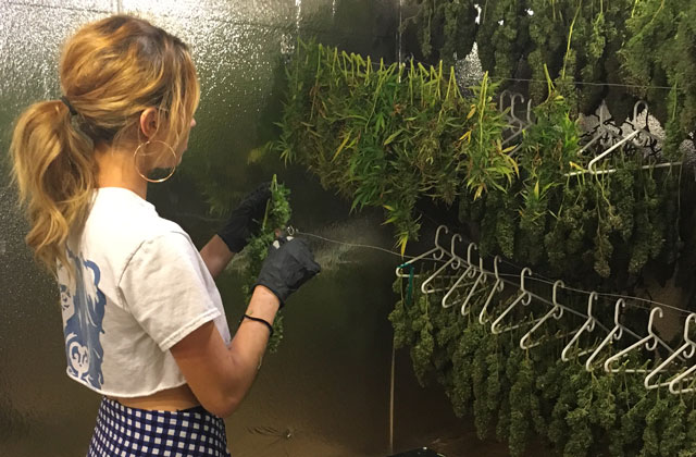 Importance of Drying and Curing Cannabis