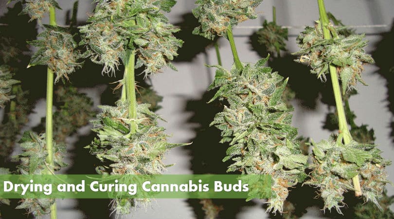 curing cannabis buds