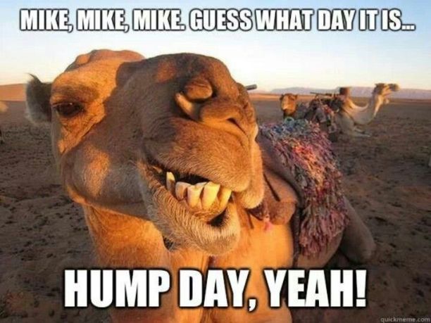 hump day memes