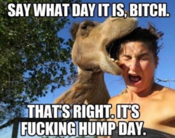 hump day memes