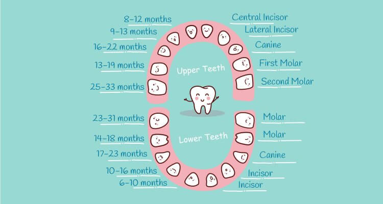 baby teeth chart