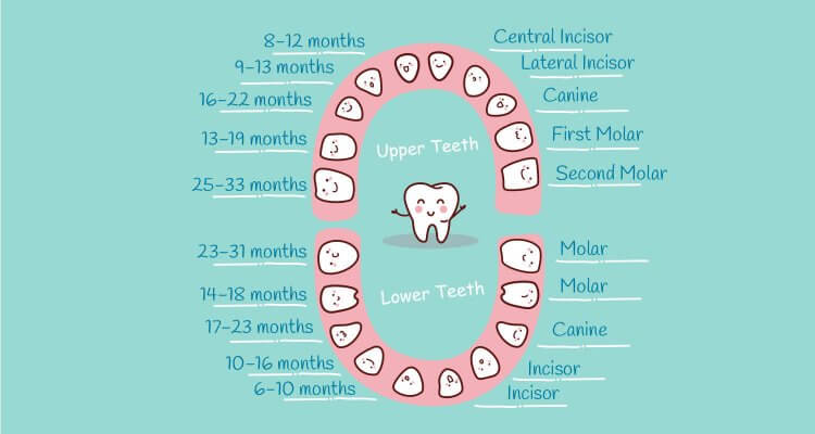 baby teeth chart