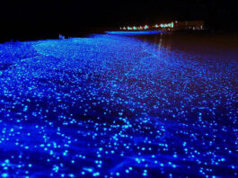 Beautiful Bioluminescent Bays