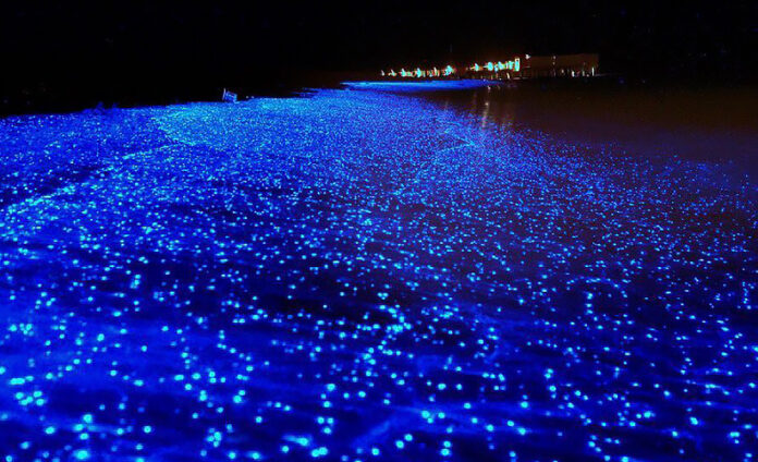 Beautiful Bioluminescent Bays