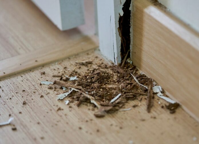 termite treatment